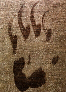 Black Bear Paw Print On My Garage Door In Whitefish, Montana, USA