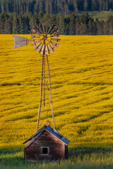 Windmill over canola field in the Flathead Valley of Montana
