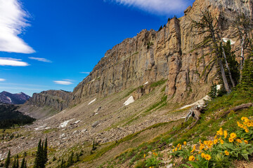 Arrowleaf balsamroot wildflowers along Cliff Mountain and the Chinese Wall in the Bob Marshall Wilderness, Montana, USA