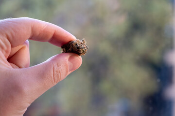 Hand with cannabis bud. Copy space and marijuana