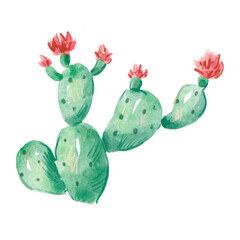 Watercolor image of opuntia. Hand-drawn illustration isolated on the white background. Prickly pear.
