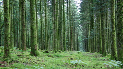 Obraz premium Forêt humide