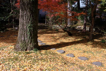 銀杏落葉と飛石　（高知県　五台山竹林寺　句碑の庭）