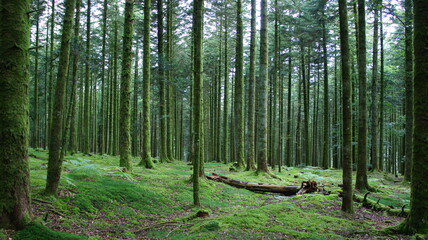 Fototapeta premium Forêt humide