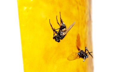 Flies stuck to sticky tape on a white background.