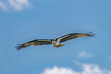 Osprey flying in the Mission Valley, Montana, USA