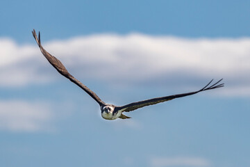 Fototapeta na wymiar Osprey flying in the Mission Valley, Montana, USA