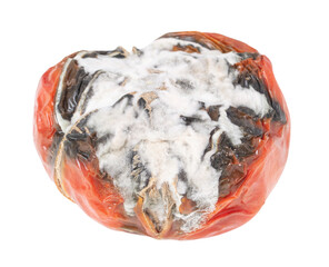 Old rotten tomato with mold on a white background.