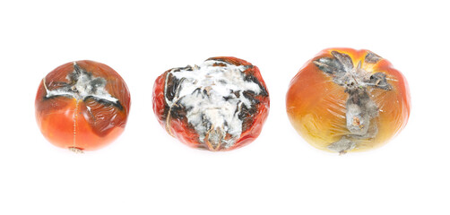 Old rotten tomato with mold on a white background.