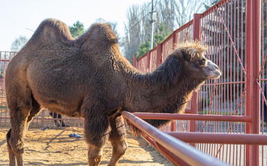 Camel at the metal fence