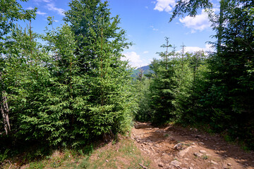 Forrest of green pine trees on mountainside.