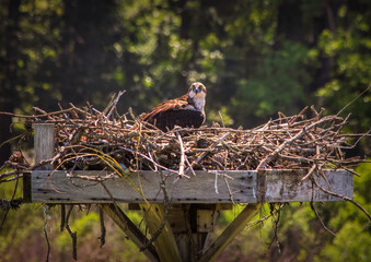 Osprey Portrait in Nest