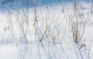 Dry grass in the snow in winter.