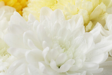 White and yellow chrysanthemums,macro photography.Natural background.