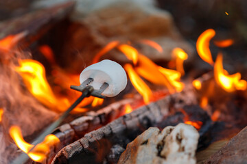 Roasting Marshmallow on bonfire. When camping in he forest, traveler use firewood to make the campfire. Grill barbeque food and get warm outside