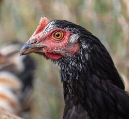 Portrait of a chicken on the farm.