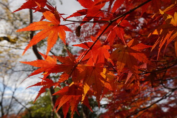 逆光の紅葉　真っ赤　秋