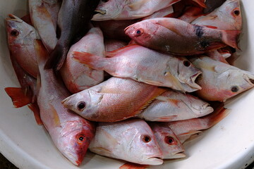 fish on the market