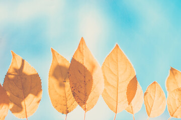 Yellow autumn leaves on a blurry blue background. Yellow leaves on a blue sky background