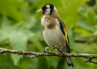 Chardonneret élégant
