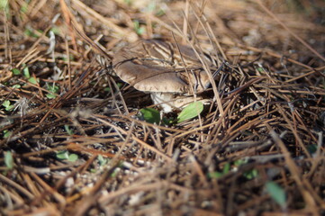 Pleurotus eryngii, thistle mushroom or basidiomycete mushroom is known in Spain, appreciated for its flavor and collected as food, freshly emerged during the night in the natural environment.