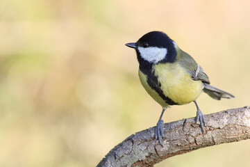The great tit (Parus major) is a passerine bird in the tit family Paridae