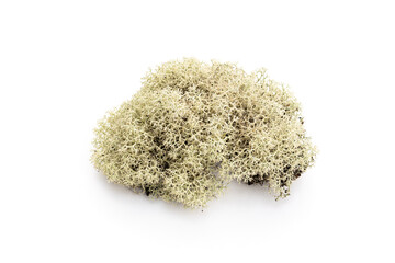 Lichen isolated on white background. Evernia prunastri