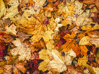 autumn leaves background
