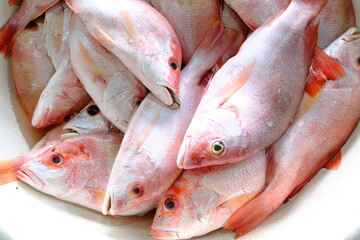 fresh fish on the market