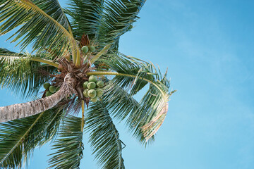 Beautiful green coconut palm tree against blue sky. © Loginova