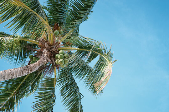 Beautiful green coconut palm tree against blue sky.
