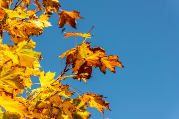 Fototapeta na wymiar Beautiful golden Acer leaves. Maple leaves on the tree branches illuminated by the sun and swaying in the wind. Yellow autumn leaves against blue sky. Background of yellow maple leaves. 