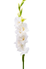 Obraz na płótnie Canvas gladiolus flowers isolated