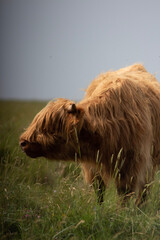 highland cow in the grass