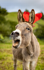 Christmas season, donkey with decoration, elk hat, cute animal.