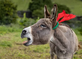 Zelfklevend Fotobehang Christmas season, donkey with decoration, elk hat, cute animal. © Ayla Harbich