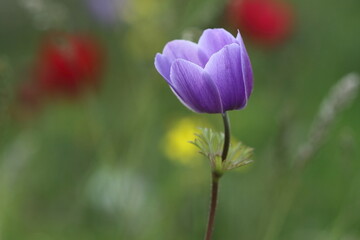 Naklejka premium an anemone flower in spring