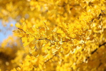 yellow autumn leaves on a tree