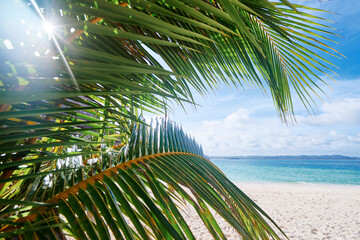 Sunny day on the sea shore. Close up of tropical palm leaf against white sand beach. © Loginova