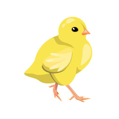 The chicken is yellow, attractive,isolated on a white background.Vector bird can be used in children's textiles, postcards, packages.