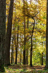 Obraz premium Vertical photo of bright sunny day in autumnal forest with young tree. Golden foliage at woodland with old tree trunks and a young tree. Sun is shining brightly into the fall forest 