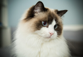 Young beautiful purebred Ragdoll cat at home