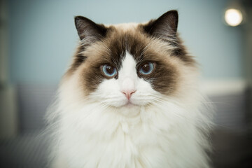 Young beautiful purebred Ragdoll cat at home