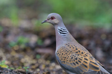Close up of the European turtle dove (Streptopelia turtur)
