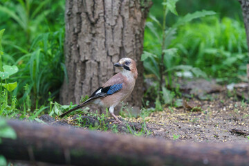 The Eurasian jay (Garrulus glandarius)