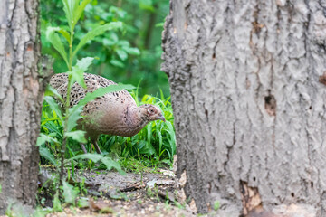 The common pheasant (Phasianus colchicus)