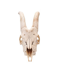 Skull of a male goat farm animal in full face isolated - 472826633