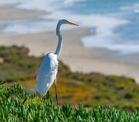 Egret Along the Beach in Del Mar California