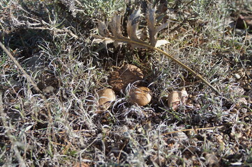 Pleurotus eryngii, thistle mushroom or basidiomycete mushroom is known in Spain, appreciated for its flavor and collected as food, freshly emerged during the night in the natural environment.