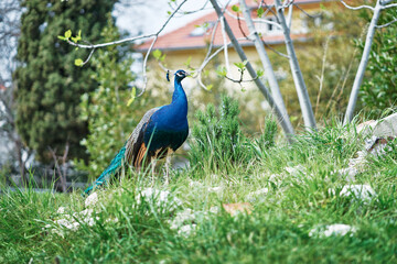 Obraz premium Beautiful male peacock on green grass.
